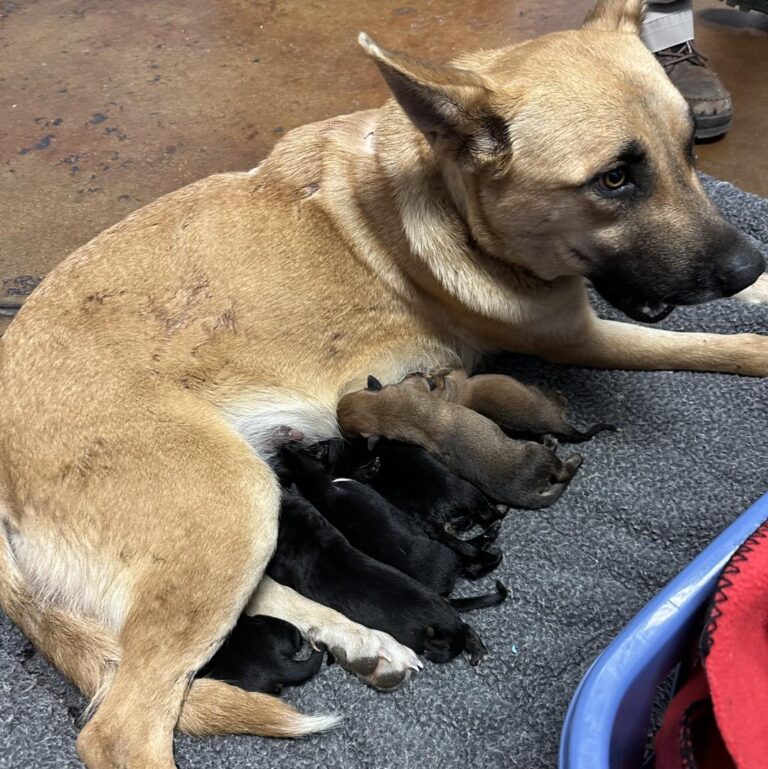 Mama Dog Shot 4 Times While Protecting Her Newborn Puppies –
A Story of Love, Resilience &amp; Survival