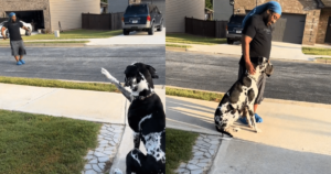 Neighbor’s Sweet Morning Routine With Great Dane Will Warm
Your Heart