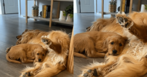 New Puppy Meets Golden Retriever, and the Bond Is
Instant