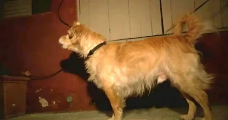 Quiet Rescue Dog Started Barking At Wall One Day, Owner
‘Grabbed’ Him And Runs