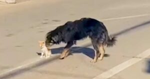 Stray Dog ‘Knows What To Do’ When Oblivious Kitten Sat In
Road