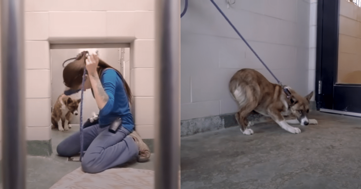 Terrified Dog Huddles in Corner Until ‘Angel’ Gives Him a
Second Chance