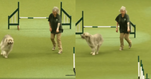 This Rescue Dog’s Agility Course Fail Will Have You
Laughing