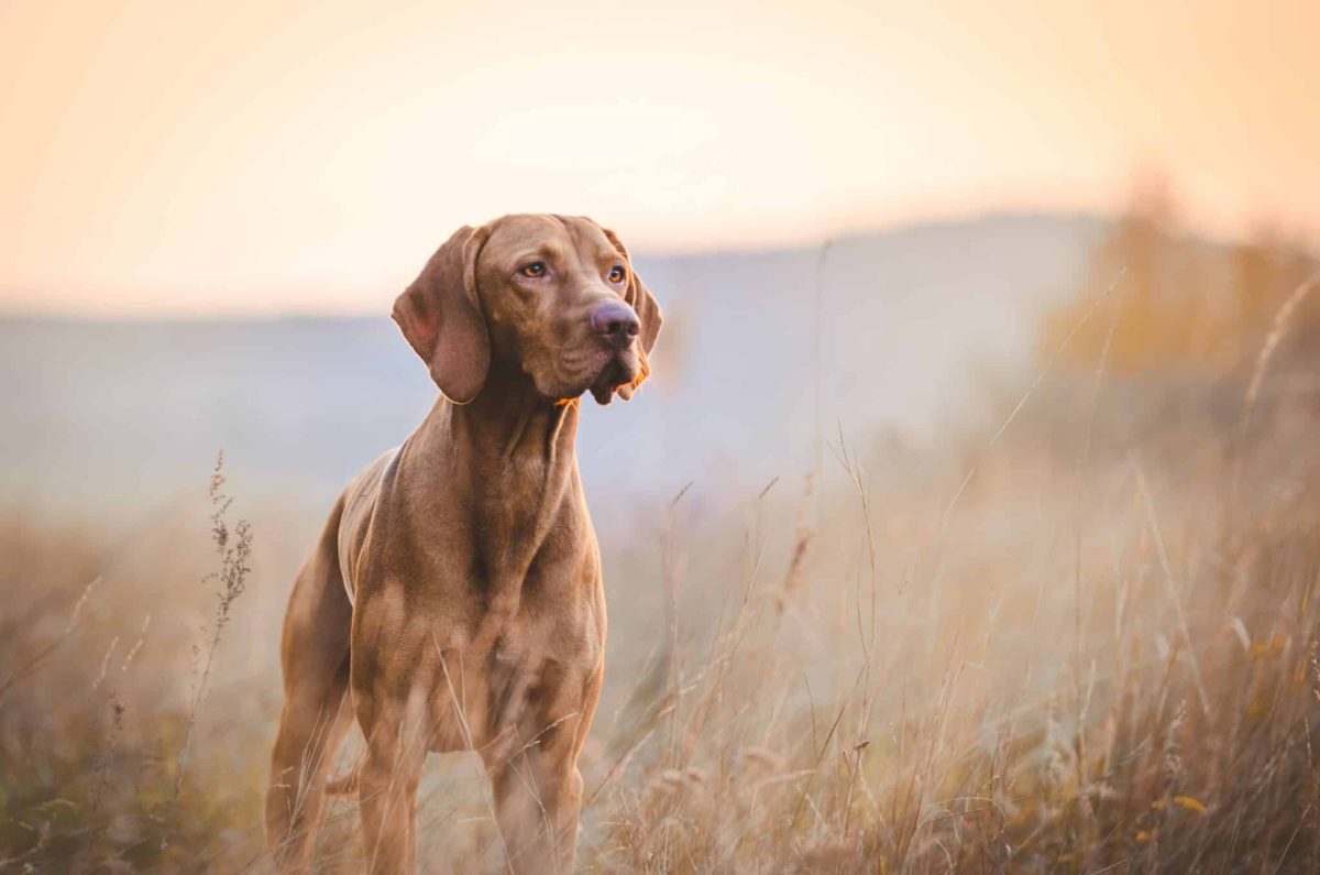 Top 11 Dog Breeds That Are Perfect For A Lifetime Of
Adventures