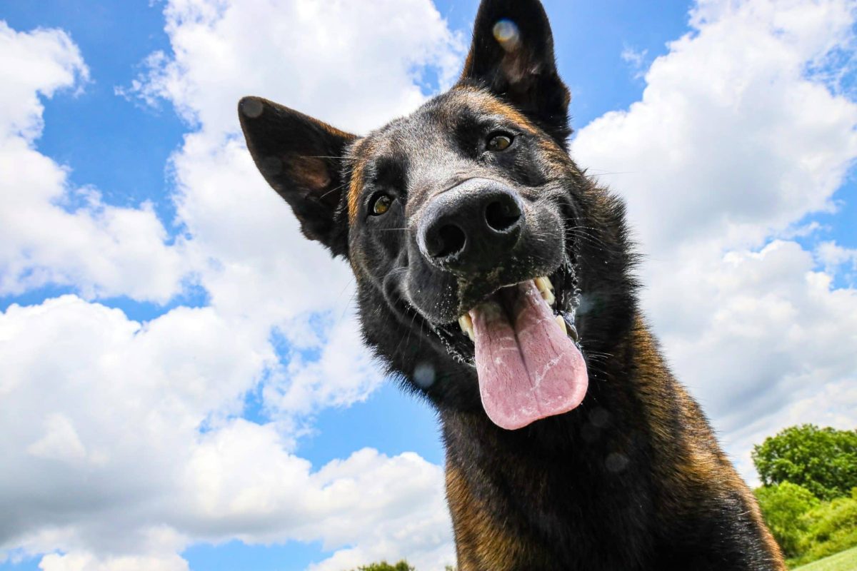 Top 11 Dog Breeds That Will Follow You Through Every
Journey