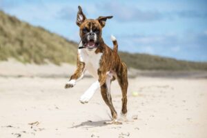 Top 11 Dog Breeds That Will Never Let You Down