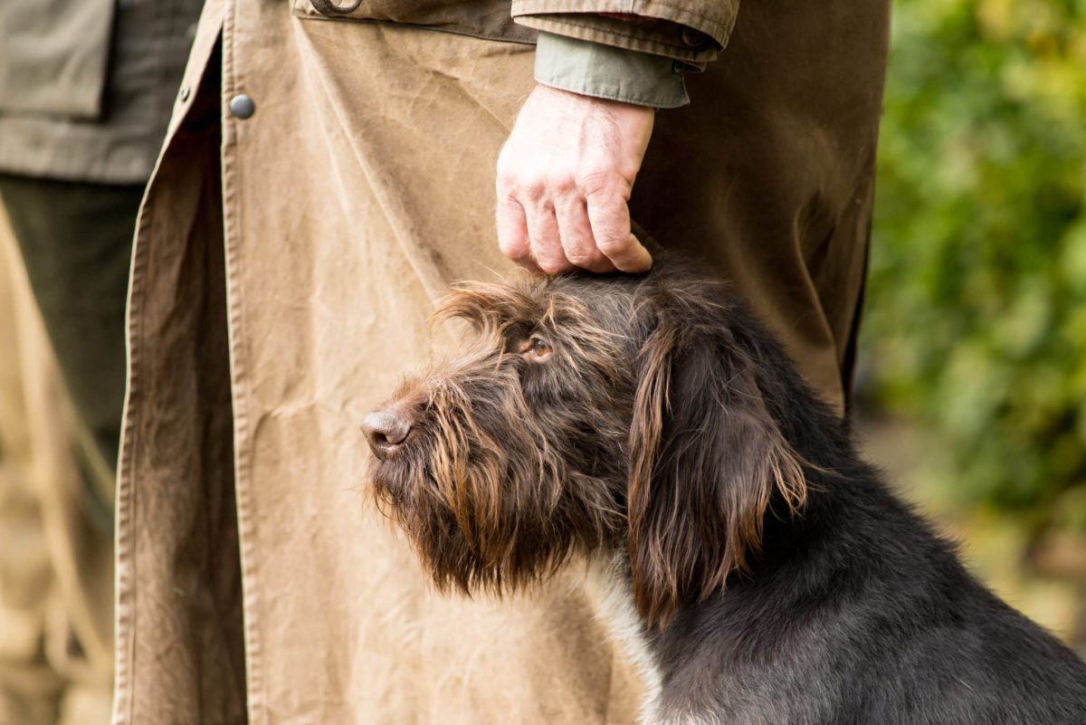 Top 11 Signs Your Dog Is the Most Loyal Friend You’ll Ever
Have