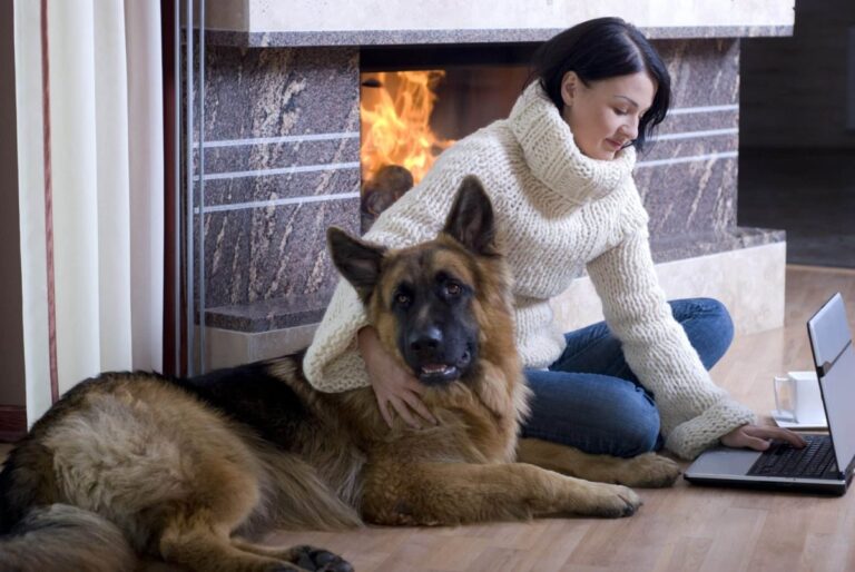 Top 11 Ways Dogs Bring Peace to Even the Most Chaotic
Days