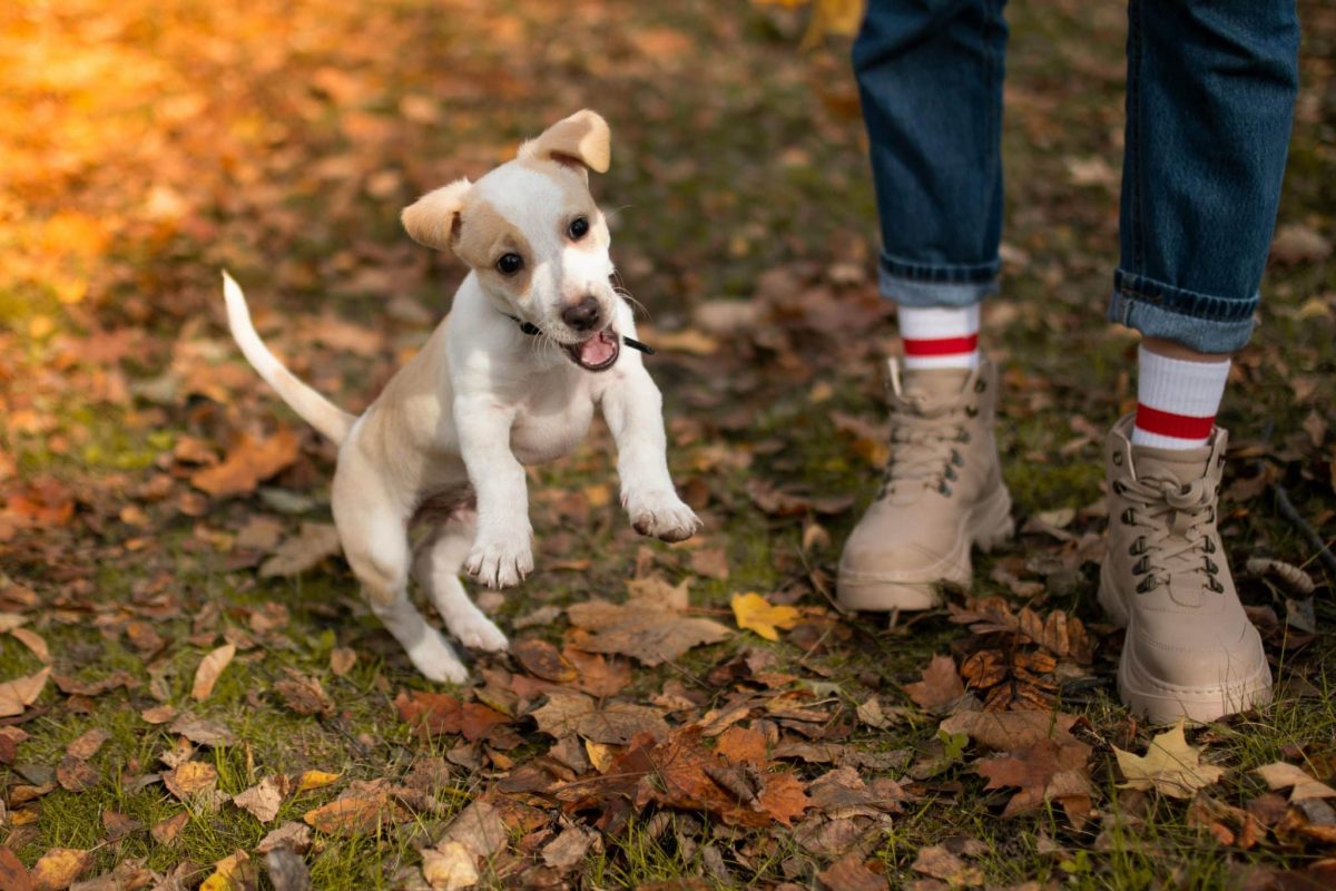 Top 13 Dog Breeds That Add Fun And Joy To Every Moment Of
Life