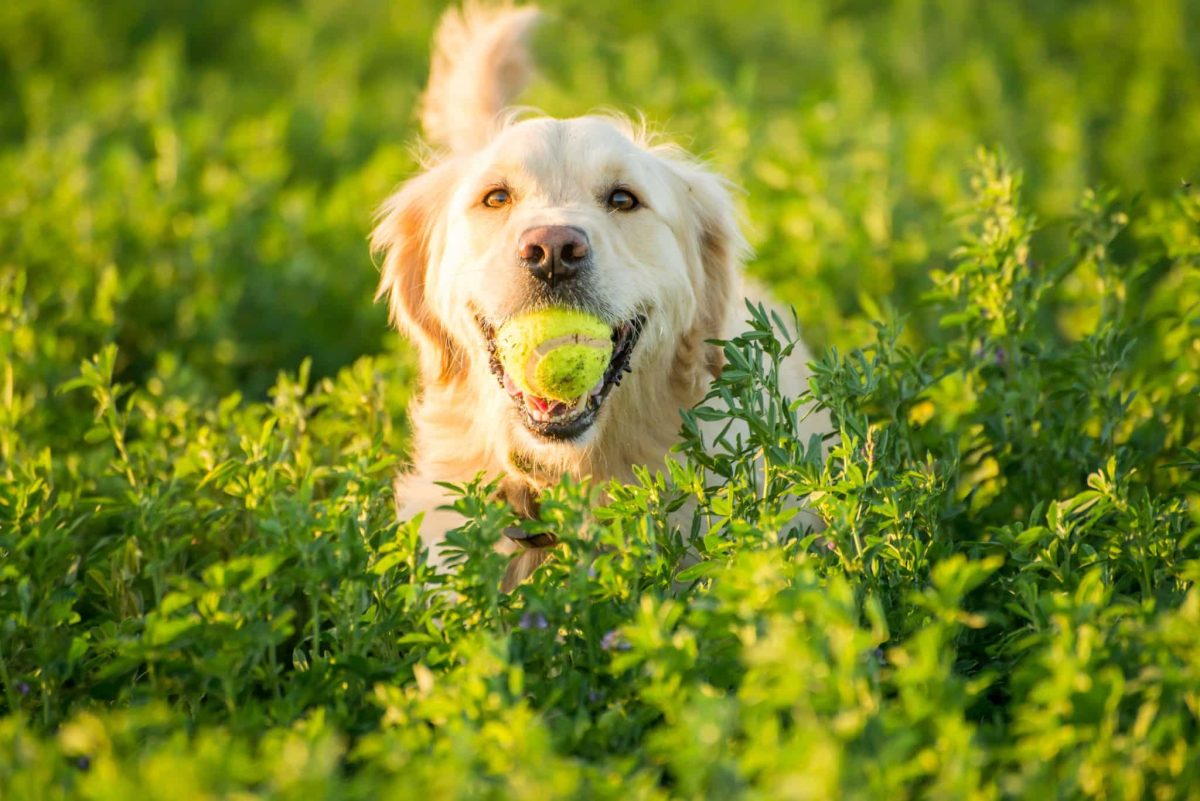 Top 13 Things Dogs Do That Remind Us to Live in the
Moment