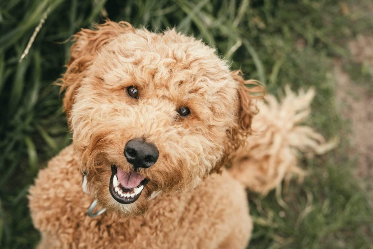 Top 13 Ways Dogs Help Us Find Joy In Every Moment