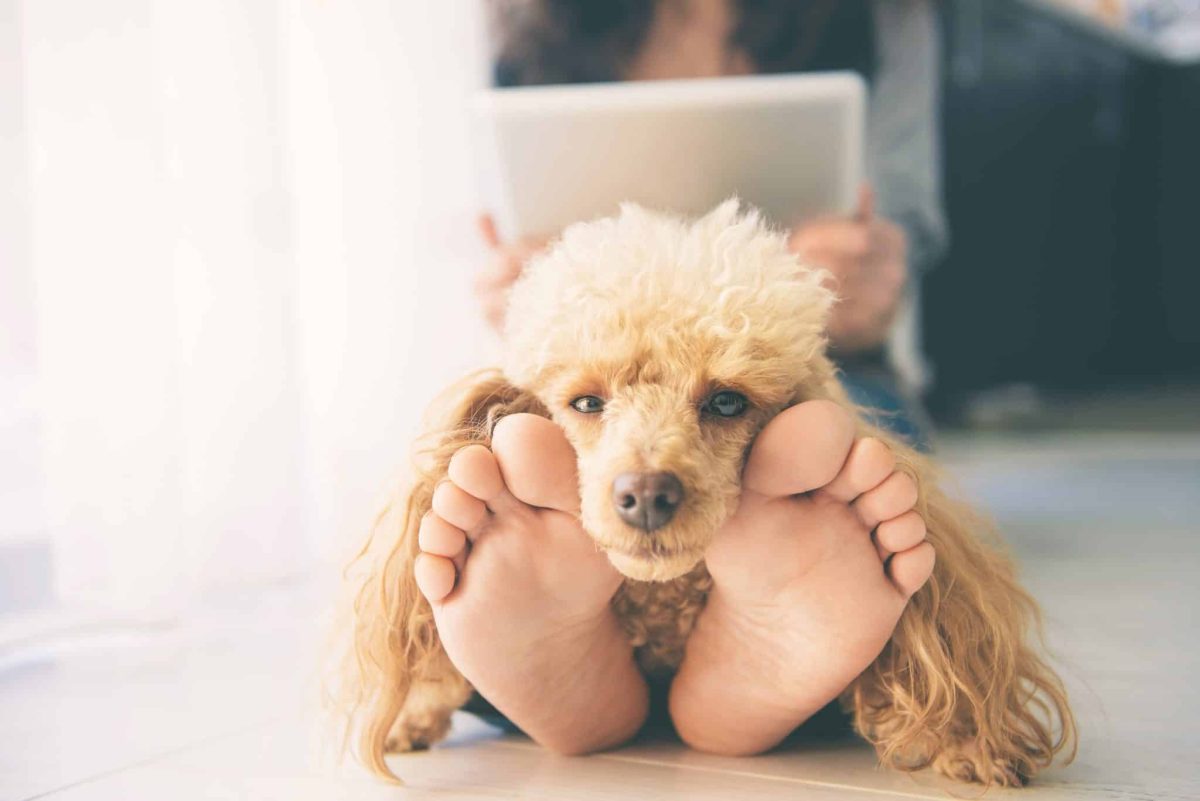 Top 13 Ways Dogs Silently Cheer You Up When You’re Feeling
Down