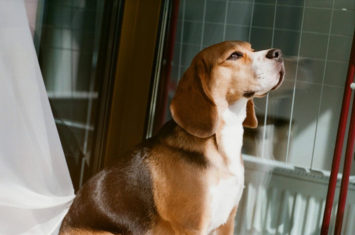 Top 15 Dog Breeds That Make Your House A Loving Home