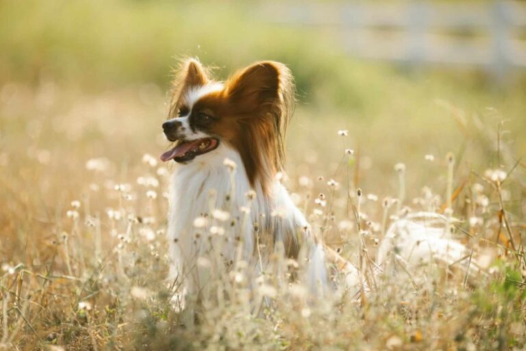 Top 15 Dog Breeds That Were Born To Be The Light Of Your
Life