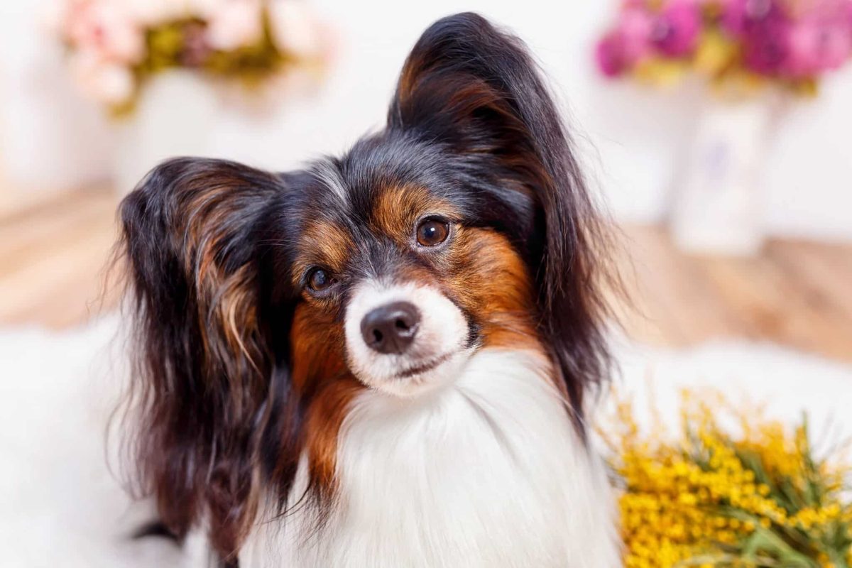 Top 15 Dog Breeds Who Are Sweet Souls Wrapped In Fur