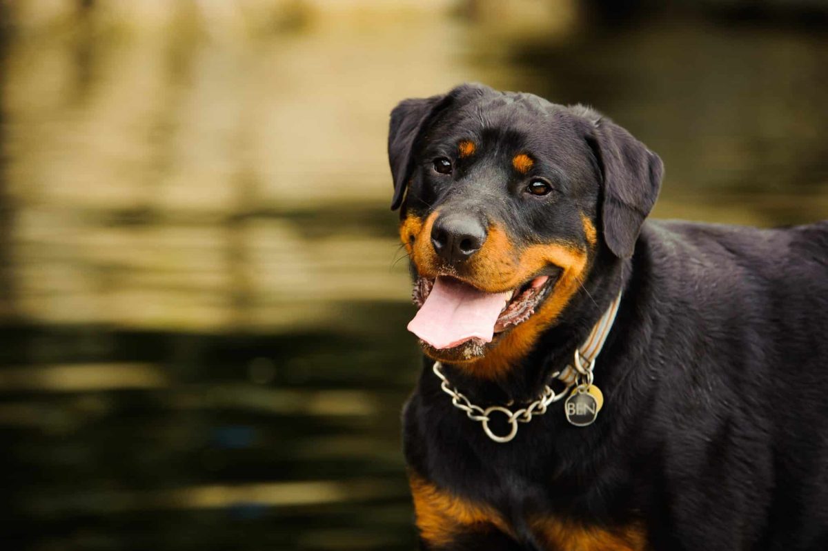 Top 7 Dog Breeds That Were Born To Protect And Love
You