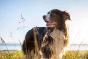 Top 7 Dog Breeds Who’ll Be Your Shadow, No Matter Where You
Go