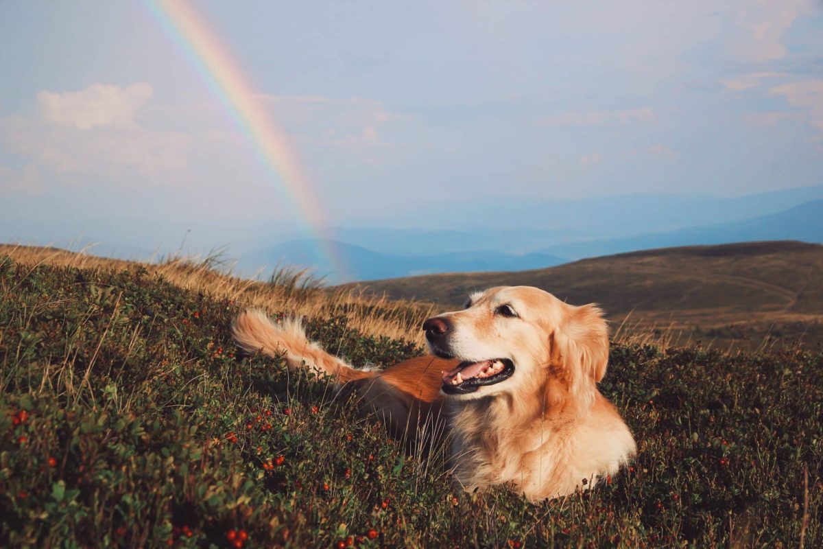 Top 7 Ways Dogs Prove They’re More Than Just Pets—They’re
Angels