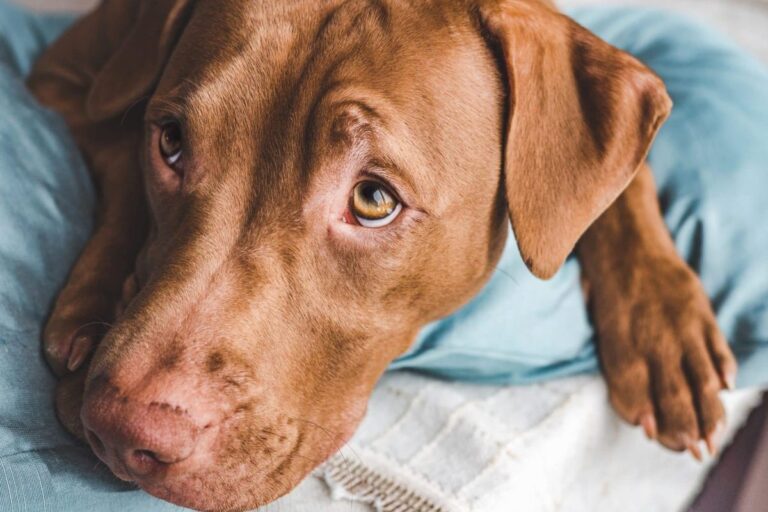 Top 9 Dog Breeds That Are Masters at Comfort and
Connection