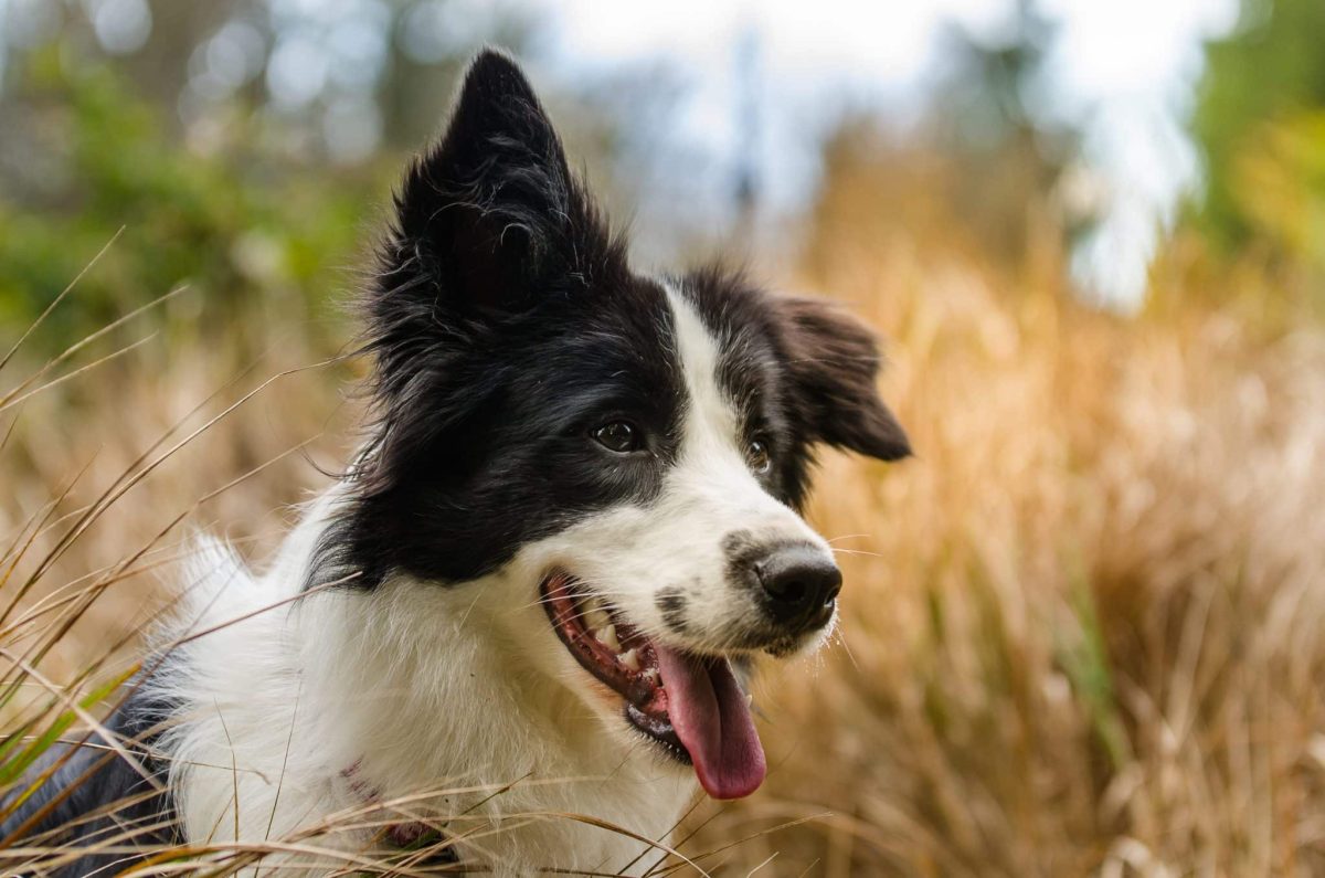 Top 9 Dog Breeds That Seem To Know What You’re Feeling
Before You Do