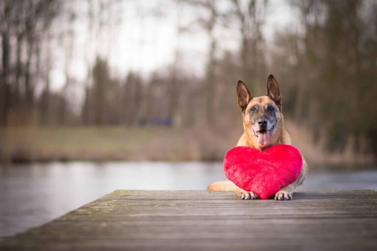 Top 9 Reasons Dogs Are The Ultimate Protectors Of Our
Hearts