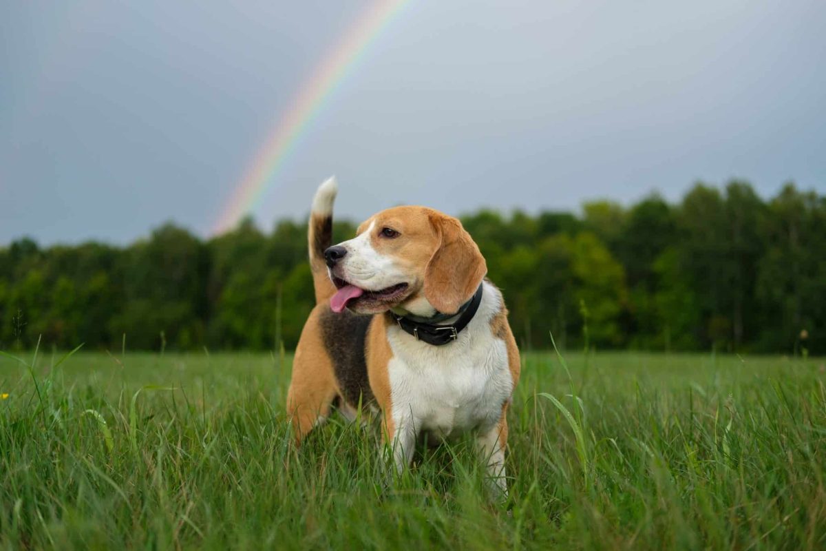 Top 9 Ways Dogs Help Us Find Light In The Darkest
Days