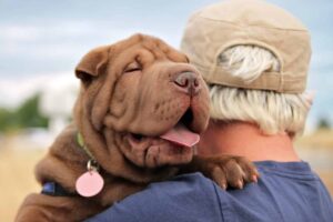 Top 9 Ways Dogs Show They’ll Never Stop Loving You