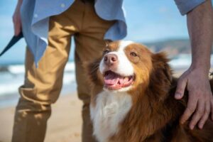 Ultimate 11 Dog Breeds That Create Sweet Memories Every
Day