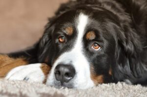 Ultimate 13 Dog Breeds That Are As Loyal As They Are
Loving