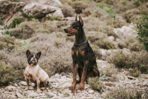 Ultimate 13 Dog Breeds That Will Always Have Your
Back