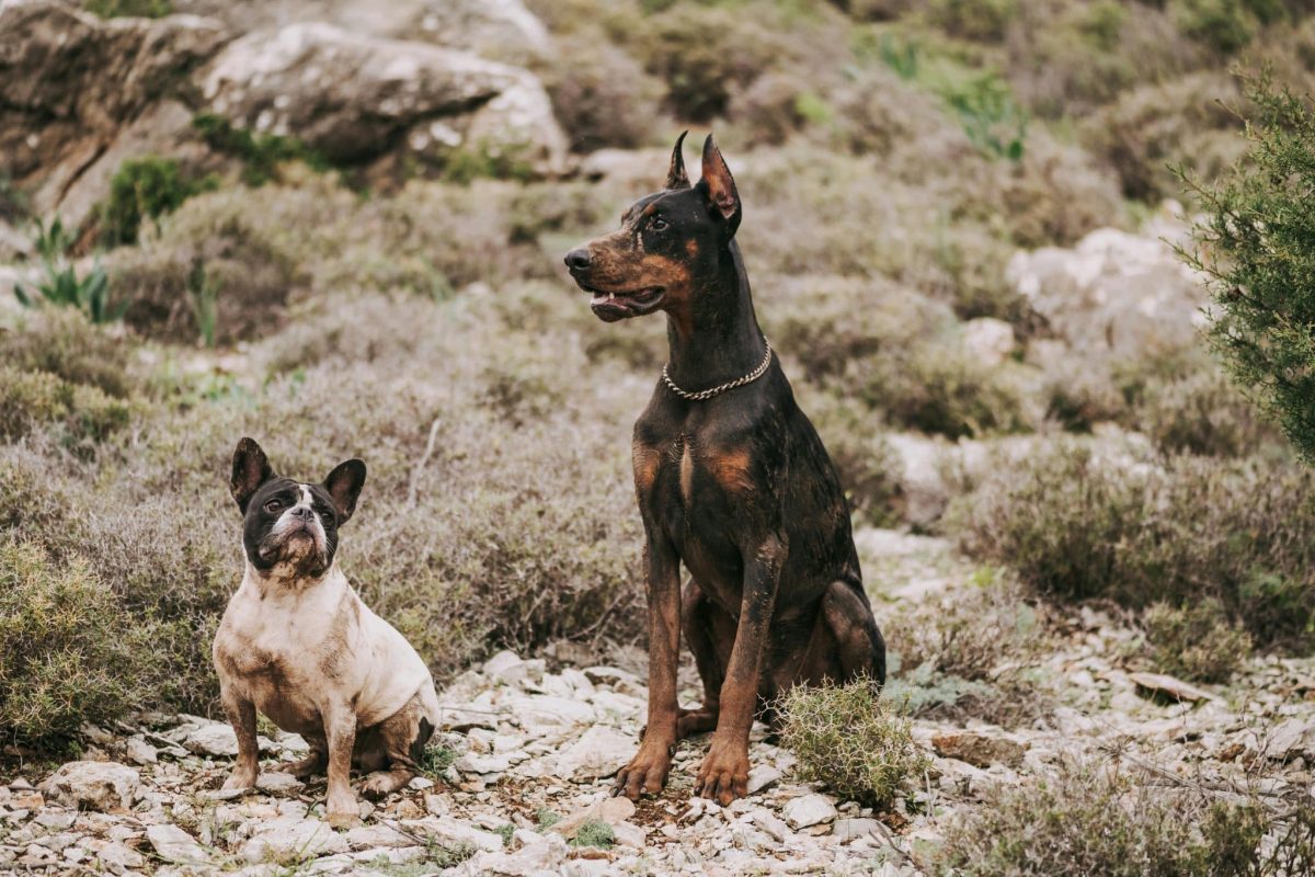 Ultimate 13 Dog Breeds That Will Always Have Your
Back