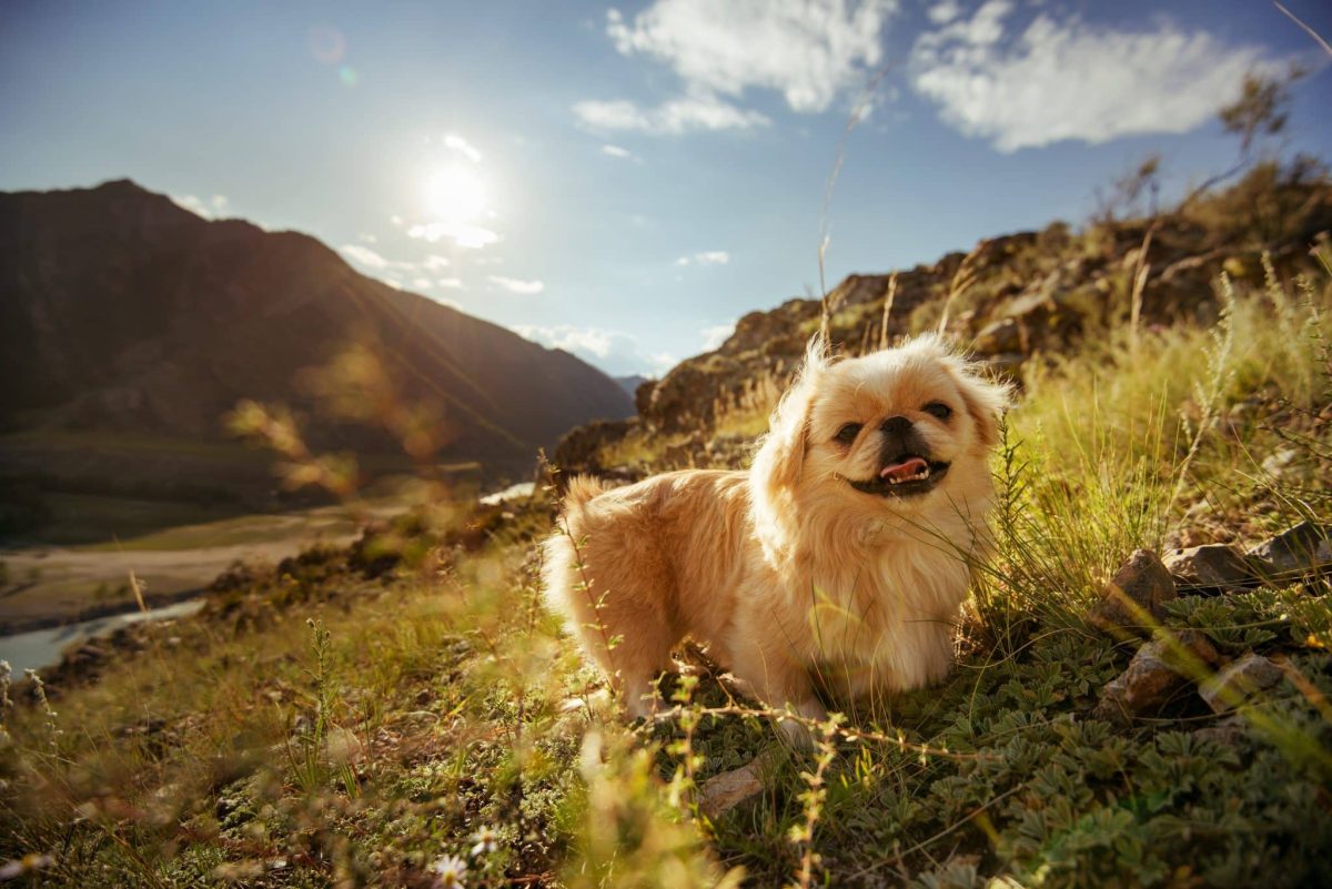 Ultimate 15 Dog Breeds That Bring Harmony and Happiness
Wherever They Go