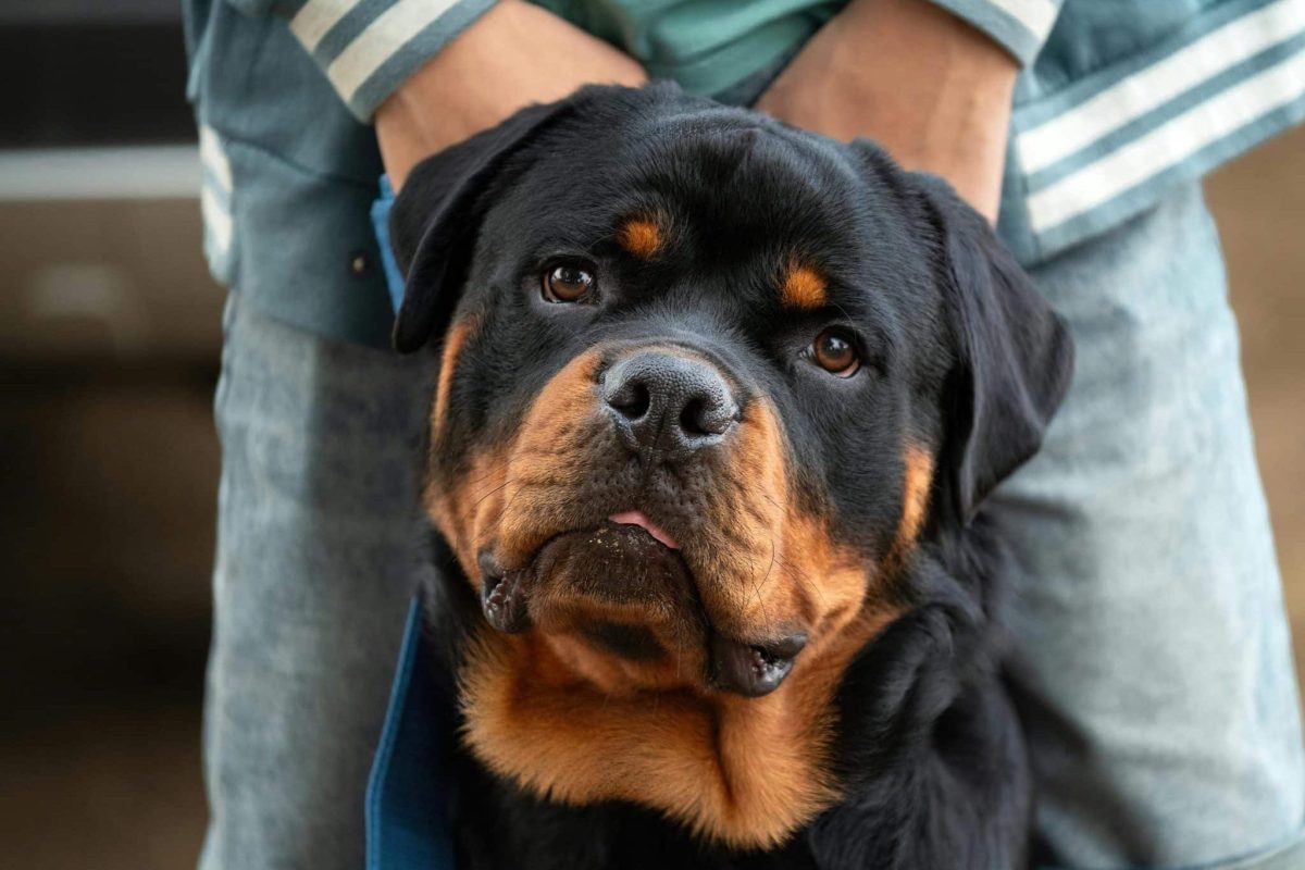 Ultimate 7 Dog Breeds That Will Always Be Your Guardian
Angels