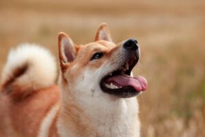 Ultimate 7 Dog Breeds That Will Teach You The True Meaning
Of Loyalty