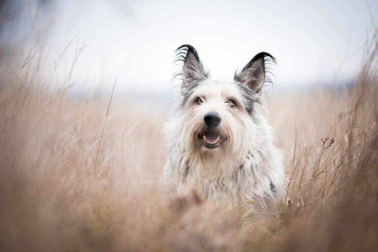 Ultimate 9 Dog Breeds That Feel Like They Were Tailor-Made
for You