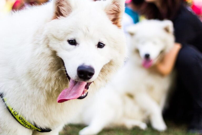 Ultimate 9 Dog Breeds That Shine As Bright As Your Love For
Them