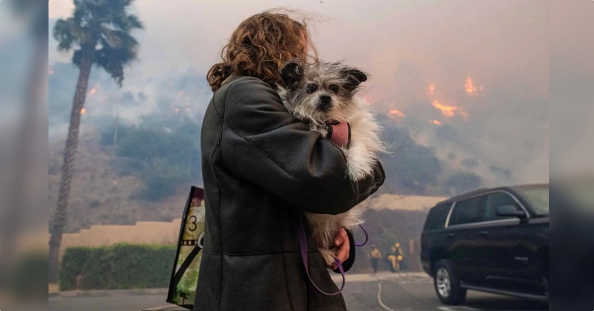 Veterinarian Takes In 41 Animals As Owners Flee, ‘I Haven’t
Slept At All’