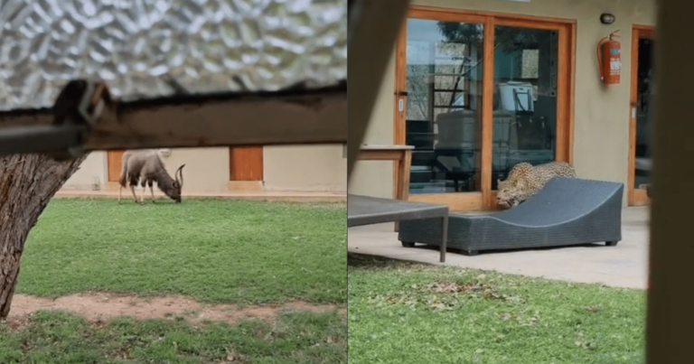 Wild Drama Unfolds Outside Her Window as Leopard Hunts
Nyala