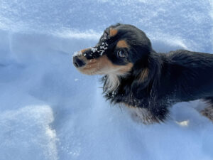 Rue playing in snow